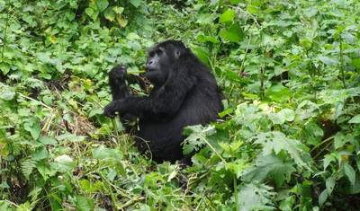 Experiência de Trekking com Gorilas de 4 Dias em Ruanda e Uganda — 3
