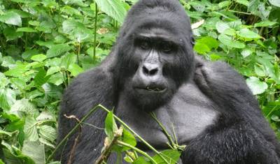 Experiência de Trekking com Gorilas de 4 Dias em Ruanda e Uganda — 5