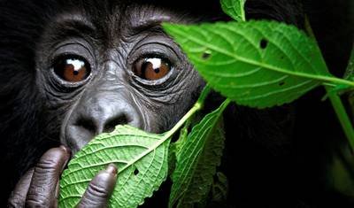 Experiência de Trekking com Gorilas de 4 Dias em Ruanda e Uganda — 4