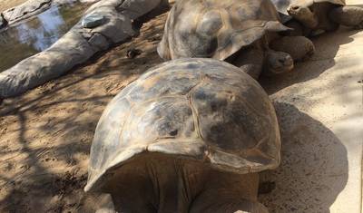 Ulepszone Lądowe Galapagos, Tylko Ląd — 5