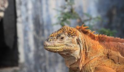 Ulepszone Lądowe Galapagos, Tylko Ląd — 2