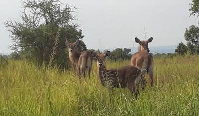 3 Dias: O Melhor do Parque Nacional Murchison Falls — 5