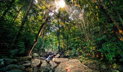 O Verde Vibrante do Sri Lanka, Tour Privado — 3