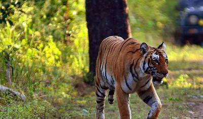 Z Delhi: 6-dniowa prywatna wycieczka po Złotym Trójkącie z Ranthambore (Najlepsze hotele) — 3