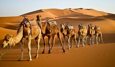 جولة المدن الإمبراطورية والصحراء — 4