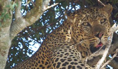 تجربة الحياة البرية في كينيا إلى سامبورو، أبِرديرز، بحيرة ناكورو، ماساي مارا — 2