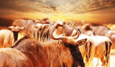 Pelo Vale do Rift, Zebra Plains - Tour Privado — 4