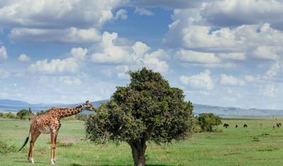 Explorador da África Oriental, Zebra Plains e Serena Lodges - Tour Privado (Multi-países) — 5