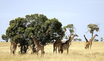 Through the Rift Valley, Sopa Lodges — 3