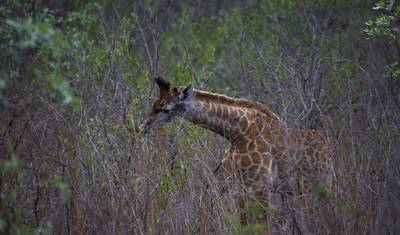 Acampamento de 4 Dias no Parque Nacional Etosha e Swakopmund — 4