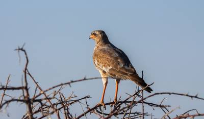 4-dniowy kemping w Parku Narodowym Etosha i Swakopmund — 5