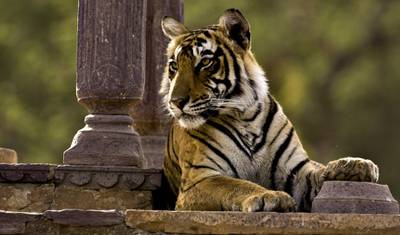 8 dni Złoty Trójkąt z safari dzikiej przyrody w Ranthambore 4-gwiazdkowy luksus — 2