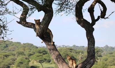 Safari de 5 Dias: Experiência da Vida Selvagem na Tanzânia — 5