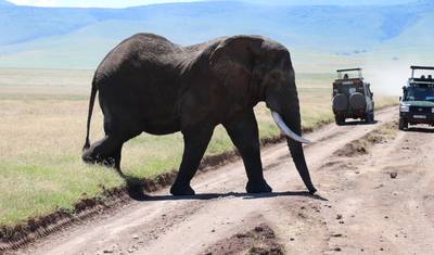 Safari de 5 Dias: Experiência da Vida Selvagem na Tanzânia — 2