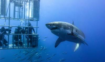Cape Town to Garden Route Adventure: Chauffeur Drive Tour - 5 Days — 2