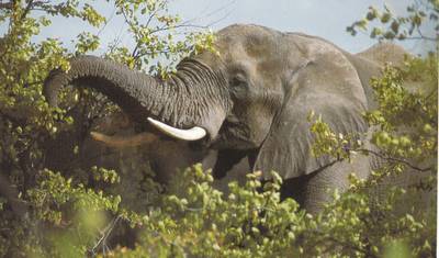 جولة سائق خاص: Addo - Garden Route - Cape Town (6 أيام) — 3