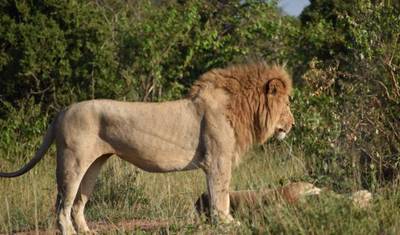 Safári de Acampamento Econômico de 12 Dias na Tanzânia e Quênia – Serengeti, Ngorongoro e Masai Mara — 5