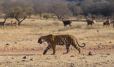 Viagem Privada: Tour do Triângulo Dourado de 07 Dias com Safári na Selva de Ranthambore!!! — 3
