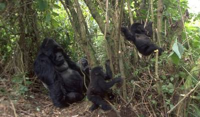 Trekking de Gorilas de 3 Dias no Parque Nacional da Floresta Impenetrável de Bwindi — 5