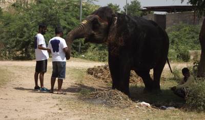 3-Day Jaipur Volunteer & Elephant Care Homestay Experience — 2