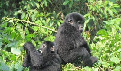 3-dniowe safari lotnicze z trekkingiem goryli w Parku Narodowym Bwindi — 5