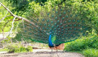 Sri Lanka Wildlife & Nature -  1 — 2