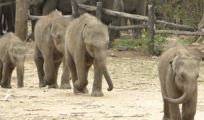 Sri Lanka Wildlife & Nature -  1 — 3
