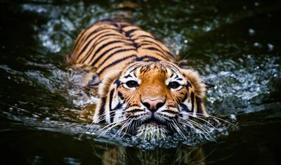 8 Day Golden Triangle with Ranthambore Tigers - Delhi Agra Jaipur Ranthambore Tour — 2