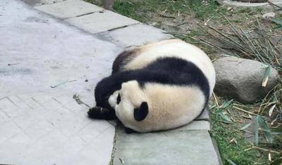 China Selvagem 10 Dias: Pequim, Xian, Chengdu, Yangshuo e Xangai — 5