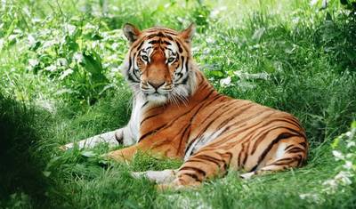 デリー発 ランタンボール野生動物サファリツアー（サファリライド付き） — 3