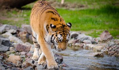 デリー発 ランタンボール野生動物サファリツアー（サファリライド付き） — 2