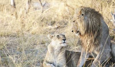 كيب تاون، جنوب أفريقيا، 5 أيام - جولة جزيرة روبن، Mossel Bay، Knysna / Plettenberg Bay، Oudtshoorn & Addo Game Drive — 5