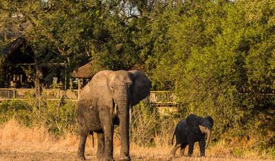 5日間 - Cape Pointペンギンツアー - Oudtshoorn - Mossel Bay - Knysna - Addo Elephant + 宿泊 — 4