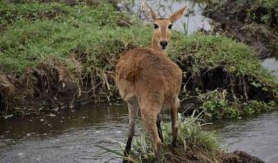 6-dniowe safari grupowe 4x4 w budżecie w Kenii – Maasai Mara, Amboseli i jezioro Nakuru — 2