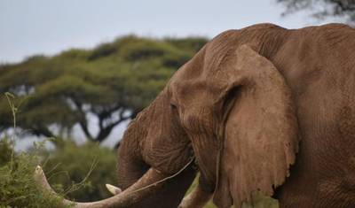 6-dniowe safari grupowe 4x4 w budżecie w Kenii – Maasai Mara, Amboseli i jezioro Nakuru — 3