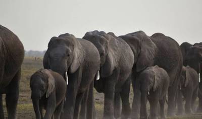 6-dniowe safari grupowe 4x4 w budżecie w Kenii – Maasai Mara, Amboseli i jezioro Nakuru — 4