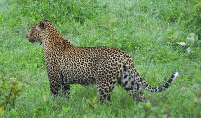 4 Dias 1 Noite em Nairóbi, 2 Noites de Safári em Maasai Mara — 4
