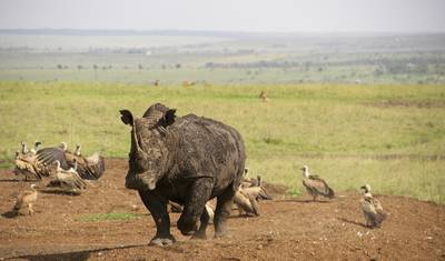 4 Dias 1 Noite em Nairóbi, 2 Noites de Safári em Maasai Mara — 2