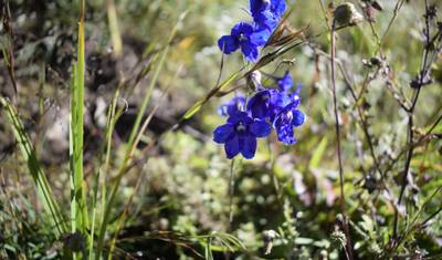 Trekking w Dolinie Langtang 9 nocy/10 dni — 5