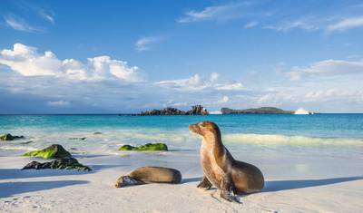 جالاباغوس بأسعار مناسبة: سانتا كروز، إيزابيلا وسان كريستوبال — 8 أيام — 2