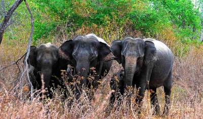 Excursão de 8 Dias de Vida Selvagem e Aventura no Sri Lanka — 3