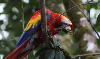 Biodiversidade Intensa no Sul da Costa Rica — 3