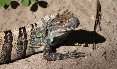 Biodiversidade Intensa no Sul da Costa Rica — 2