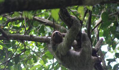 Biodiversidade Intensa no Sul da Costa Rica — 5