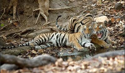 Gloriosa Viagem pelo Rajastão com Ranthambore e Taj Mahal — 5