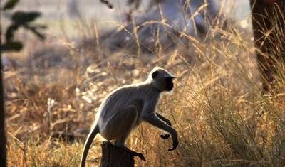 Madhya Pradesh野生動物サファリの旅 — 3