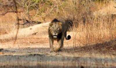 جولة Sasan Gir مع Somnath Dwarka — 5