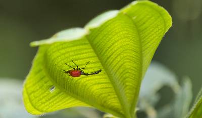 Exploração da Biodiversidade no Oitavo Continente (Viagem em Grupo) - Madagáscar — 2
