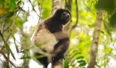 Exploração da Biodiversidade no Oitavo Continente (Viagem em Grupo) - Madagáscar — 3