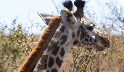 5 Dias de Safari Amboseli - Mara — 4